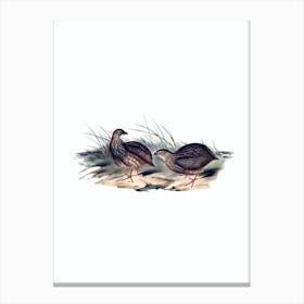 Vintage Sombre Partridge Bird Illustration on Pure White n.0312 Canvas Print