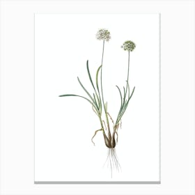 Vintage Allium Carolinianum Botanical Illustration on Pure White Canvas Print