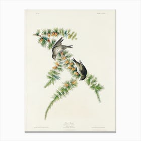 Pine Finch, Birds Of America, John James Audubon Canvas Print