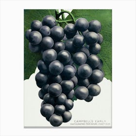 Campbell's Early Grape Lithograph Vintage Botanical Arty Print _2697926 Canvas Print