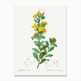 Rafnia Triflora, Pierre Joseph Redoute Canvas Print