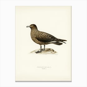 Great Skua, The Von Wright Brothers Canvas Print