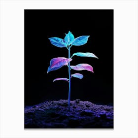 Plant Growing In The Dark 6 Canvas Print