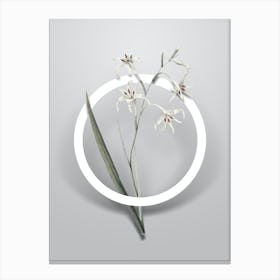 Vintage Gladiolus Cuspidatus Minimalist Botanical Geometric Circle on Soft Gray n.0516 Canvas Print