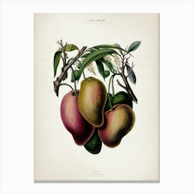 Vintage Denisse 3 Mango Canvas Print