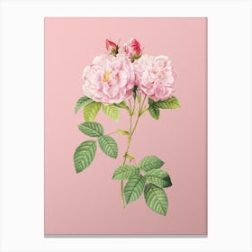 Vintage Italian Damask Rose Botanical on Soft Pink n.0520 Canvas Print