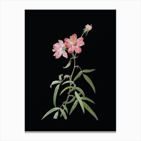 Vintage Peach Leaved Rose Botanical Illustration on Solid Black Canvas Print