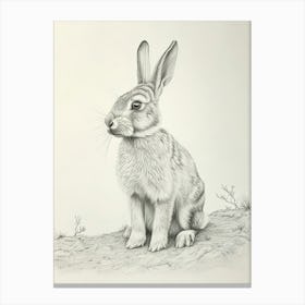 Blanc De Hotot Rabbit Drawing 1 Canvas Print