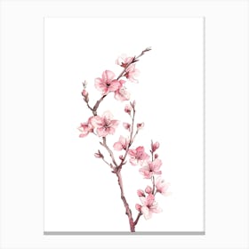 Watercolor Cherry Blossoms 1 Canvas Print