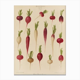 Beets 1 Canvas Print