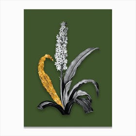 Vintage Eucomis Punctata Black and White Gold Leaf Floral Art on Olive Green n.0396 Canvas Print
