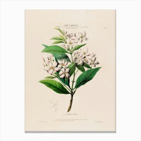 Lily Of The Valley 9 Canvas Print