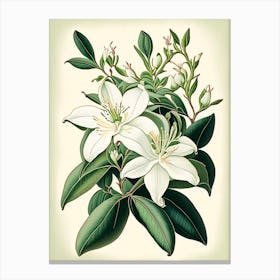 Jasmine Floral 3 Botanical Vintage Poster Flower Canvas Print