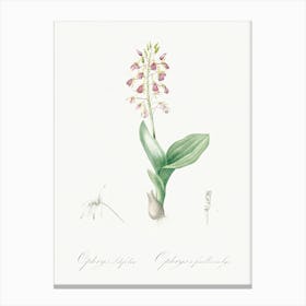 Brown Widelip Orchid Illustration From Les Liliacées (1805), Pierre Joseph Redoute Canvas Print