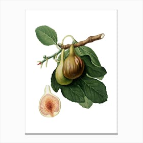 Vintage Fig Botanical Illustration on Pure White n.0467 Canvas Print