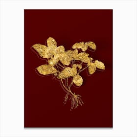 Vintage American Wintergreen Plant Botanical in Gold on Red n.0196 Canvas Print