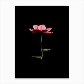 Single Pink Flower Isolated On Black Canvas Print