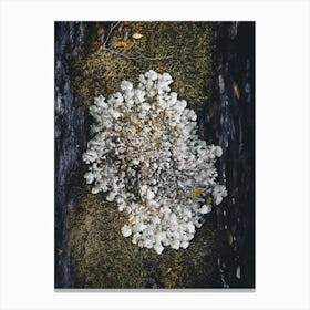 Moss On A Tree Trunk Canvas Print