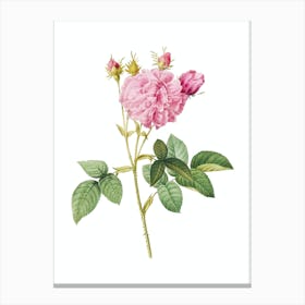 Vintage Pink Agatha Rose Botanical Illustration on Pure White n.0354 Canvas Print