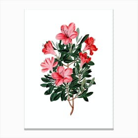 Vintage Brick Red Chinese Azalea Botanical Illustration on Pure White n.0068 Canvas Print