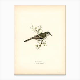 Barred Warbler, The Von Wright Brothers Canvas Print