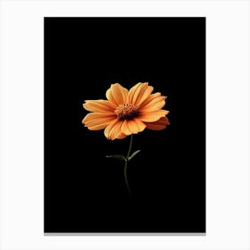 Orange Flower On Black Background 5 Canvas Print