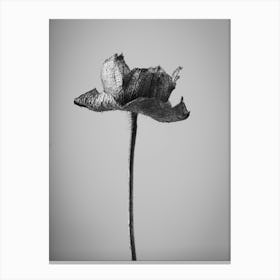 Single Flower Canvas Print