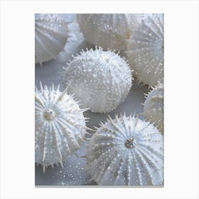 sea urchins Canvas Print