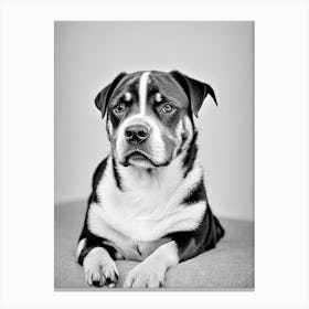 Rottweiler B&W Pencil dog Canvas Print