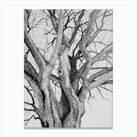 The old oak Canvas Print