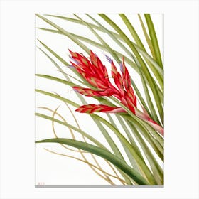 Red Air Plant Canvas Print