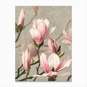 Magnolias Canvas Print