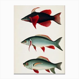 Vampire Squid Vintage Poster Canvas Print