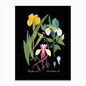 Iris Botanical Canvas Print