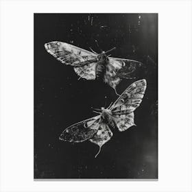 Two Moths 3 Canvas Print