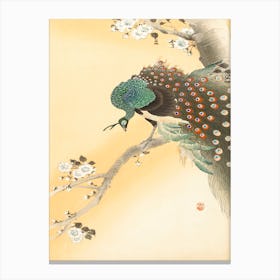 Peacock On A Cherry Blossom Tree (1900 1930), Ohara Koson Canvas Print