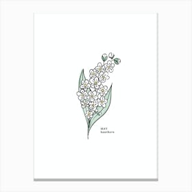 May Hawthorn Birth Flower Canvas Print