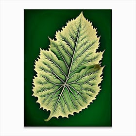 Elm Leaf Vintage Botanical 2 Canvas Print