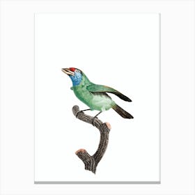 Vintage Blue Throated Bearded Bee Eater Bird Illustration on Pure White Canvas Print