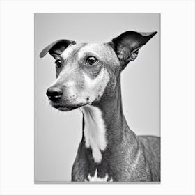 American Hairless Terrier 2 B&W Pencil dog Canvas Print