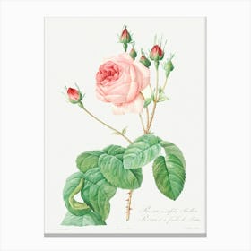 Cabbage Rose, Pierre Joseph Redoute (3) Canvas Print