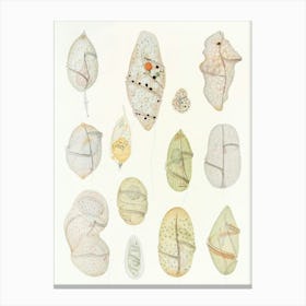 Vintage Cocoons Canvas Print