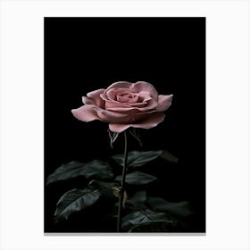 Pink Rose On Black Background 87 Canvas Print