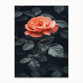 Pink Rose 71 Canvas Print