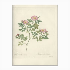 Rose Illustration, Pierre Joseph Redoute (62) Canvas Print