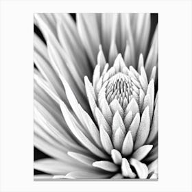 Proteas B&W Pencil 3 Flower Canvas Print
