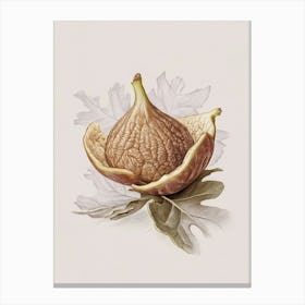 Fig painting 1 Canvas Print