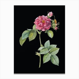 Vintage Pink Francfort Rose Botanical Illustration on Solid Black n.0653 Canvas Print