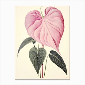 Heart-Shaped Anthurium flower Canvas Print