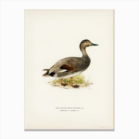 Gadwall, The Von Wright Brothers Canvas Print